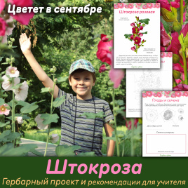 Проект "Декоративные растения: Штокроза"