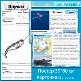 Нарвал: мини-комплект для организации познавательной деятельности