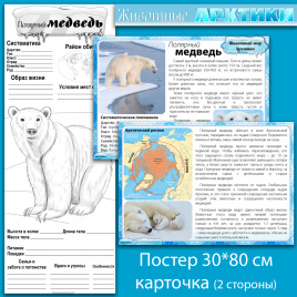 Полярный медведь: мини-комплект для организации познавательной деятельности