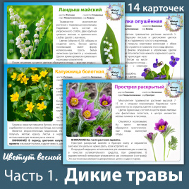 Карточки "Цветут весной". Часть 1. Дикие травы