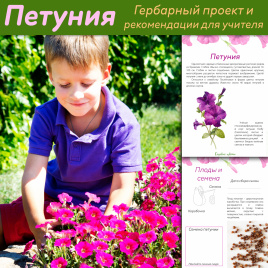 Проект "Декоративные растения: Петуния"