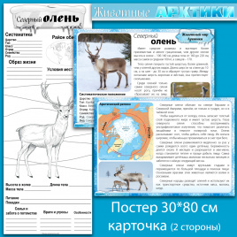 Северный олень: мини-комплект для организации познавательной деятельности