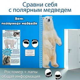 Полярный медведь: ростомер + плакат с общей информацией