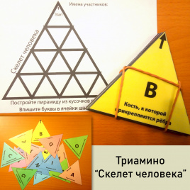 Тримино "Типы костей"