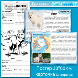 Полярный волк: мини-комплект для организации познавательной деятельности