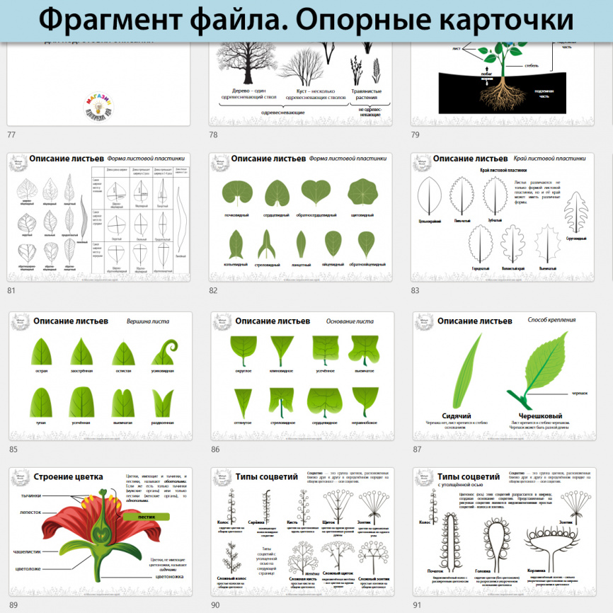 Исследовательский проект "Цветут весной" фото 10