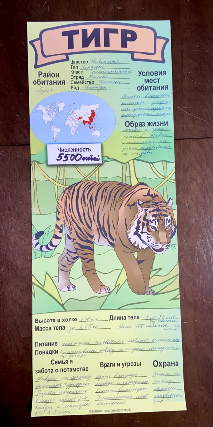 В полный рост "Дикие кошки планеты"_постеры для коллективной работы фото 7