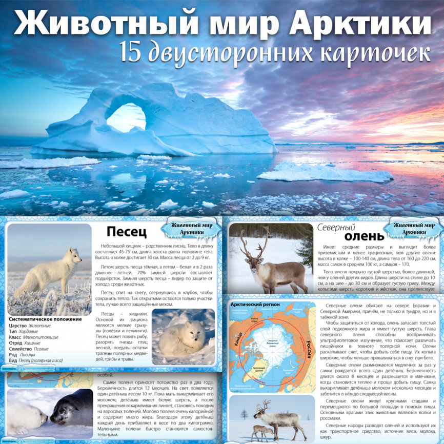 Карточки "Животный мир Арктики" фото 1