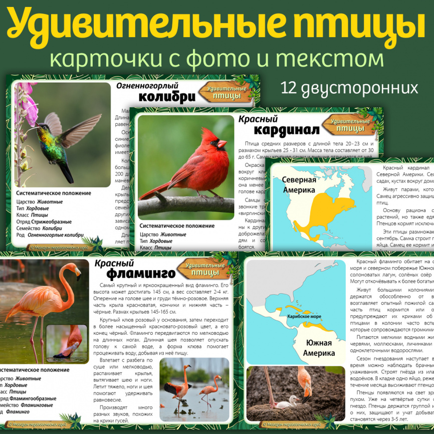 Карточки "Удивительные птицы" фото 1