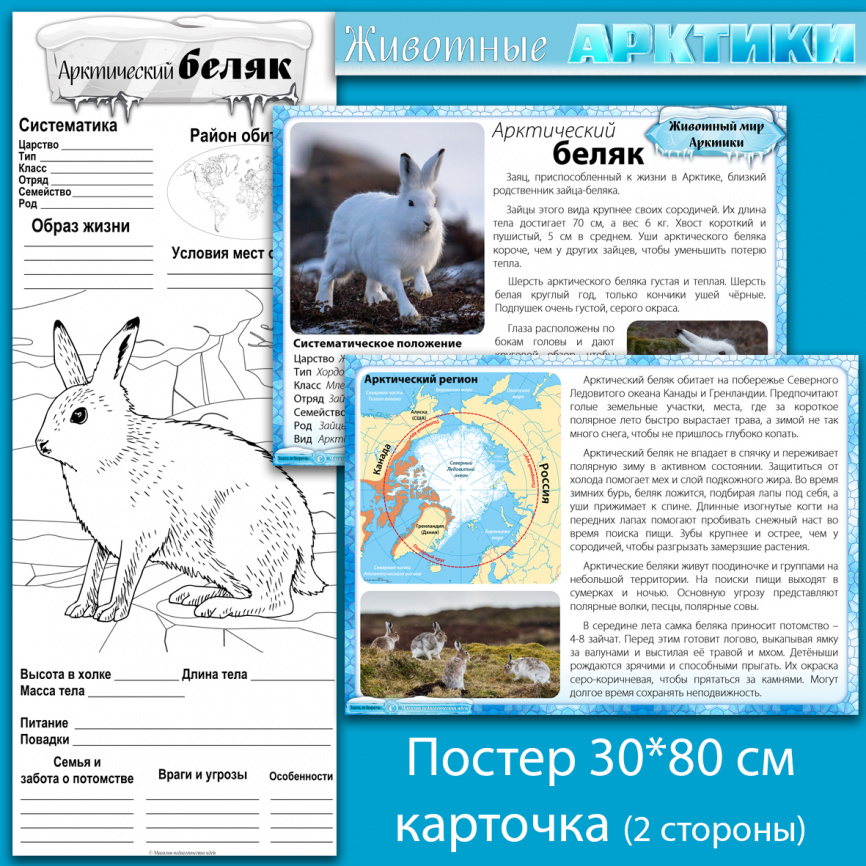 Арктический беляк: мини-комплект для организации познавательной деятельности фото 1