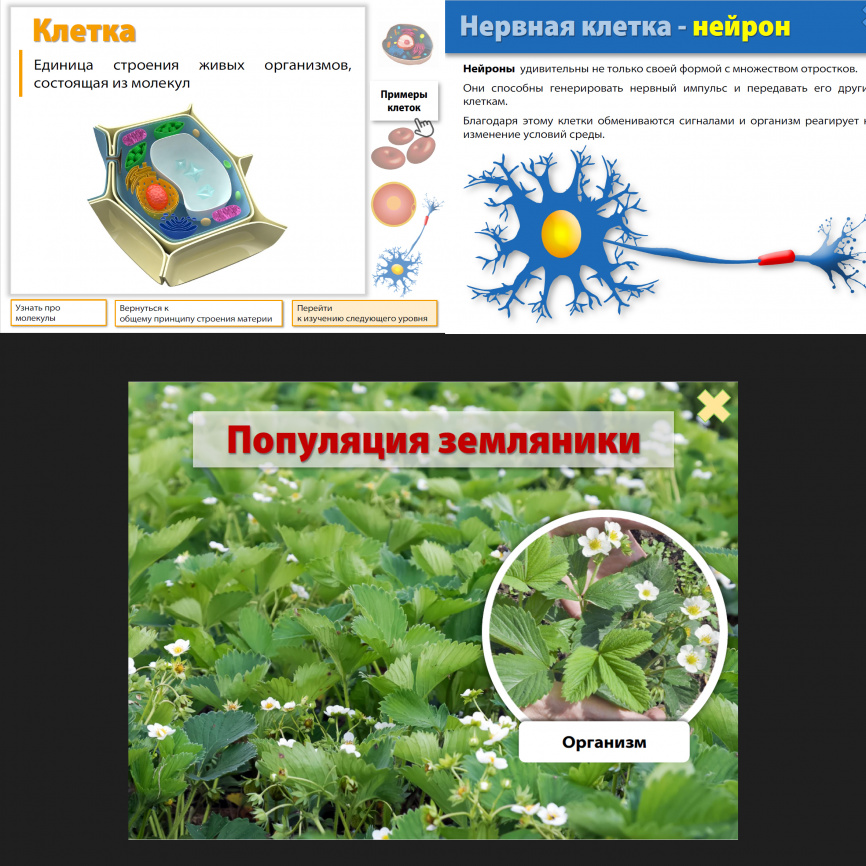 Уровни организации материи: интерактивный теоретический блок фото 6