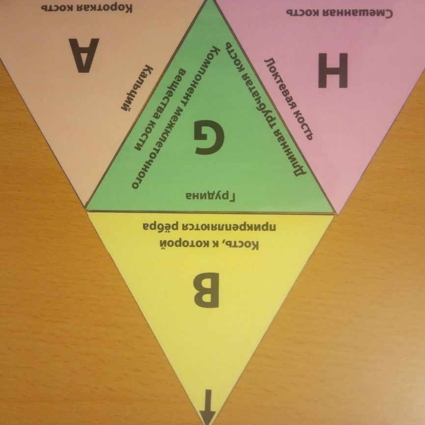 Тримино "Типы костей" фото 4