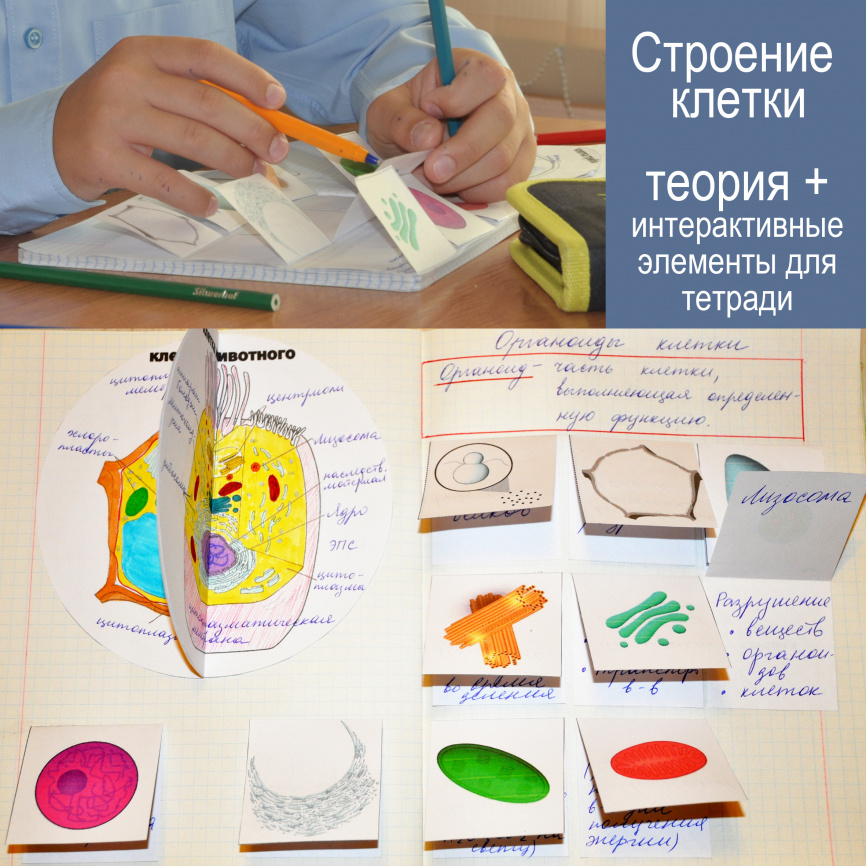 Строение клетки: теория + интерактивные элементы для тетради фото 1