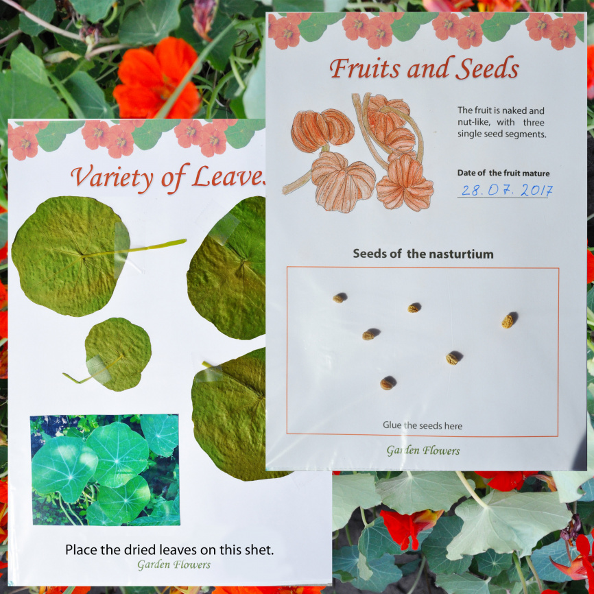 Проект "Декоративные растения: Календула" фото 4