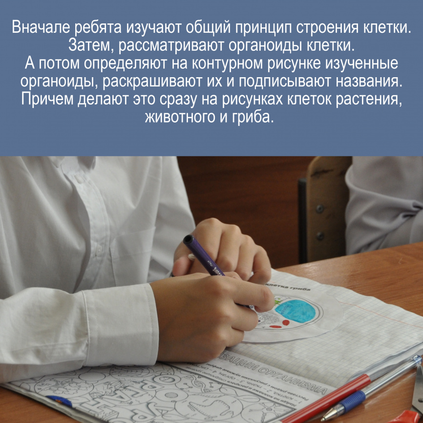 Строение клетки: теория + интерактивные элементы для тетради фото 5