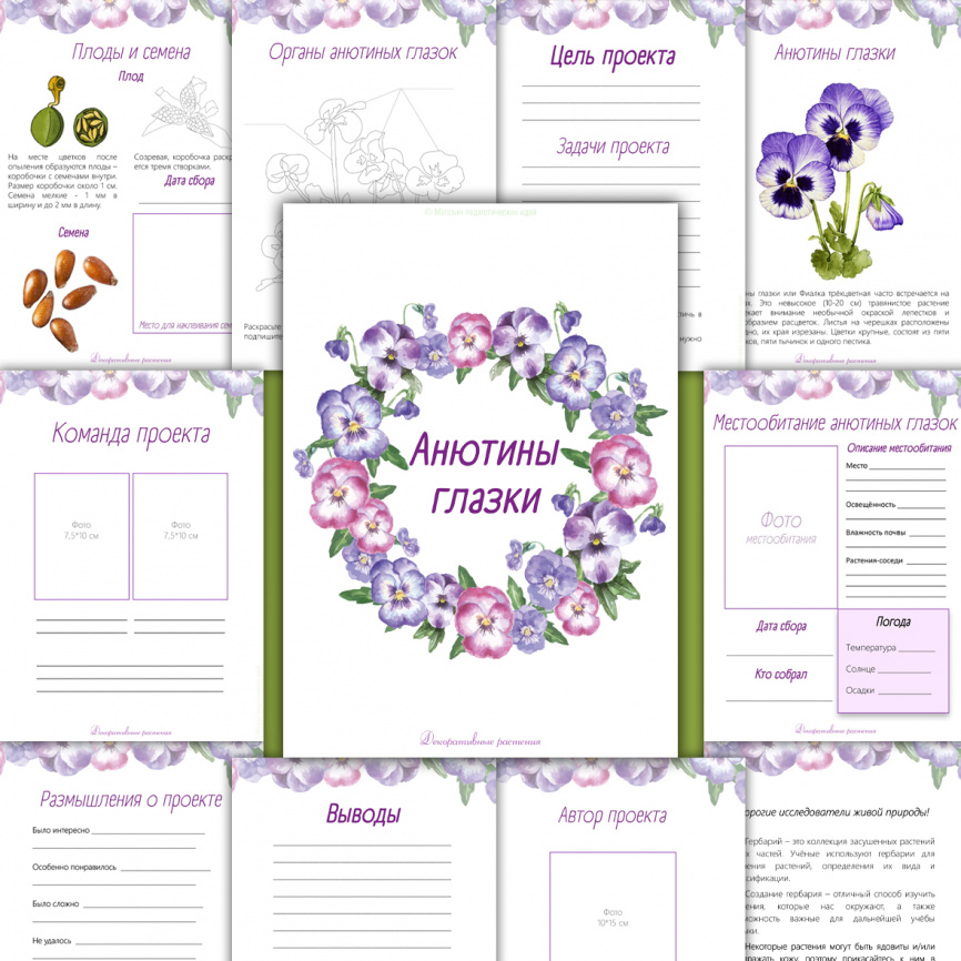 Проект "Декоративные растения: Анютины глазки" фото 2