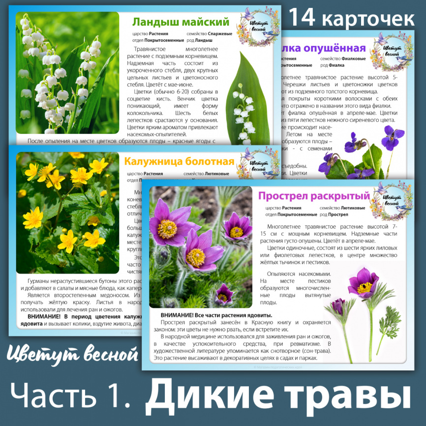 Карточки "Цветут весной". Часть 1. Дикие травы фото 1