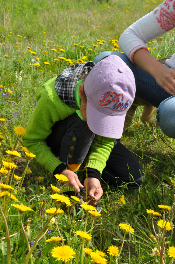 Проект "Дикорастущие растения: Одуванчик" фото 6