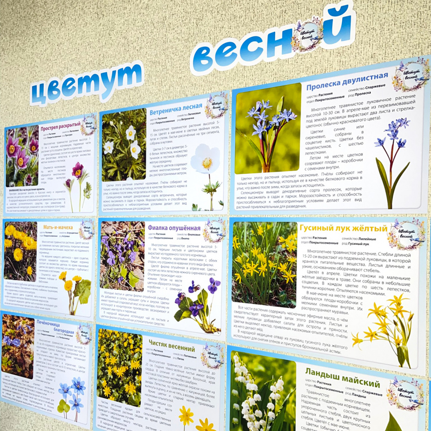 Карточки "Цветут весной". Часть 1. Дикие травы фото 4