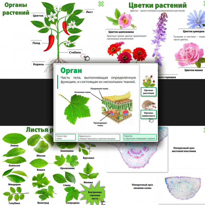 Уровни организации материи: интерактивный теоретический блок фото 7
