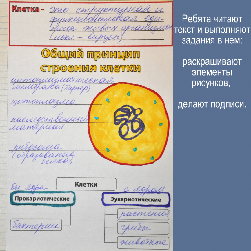 Строение клетки: теория + интерактивные элементы для тетради фото 2