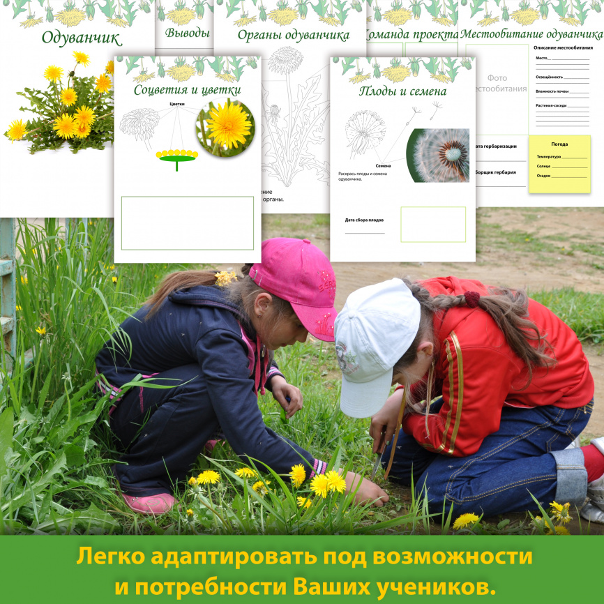 Проект "Дикорастущие растения: Одуванчик" фото 2