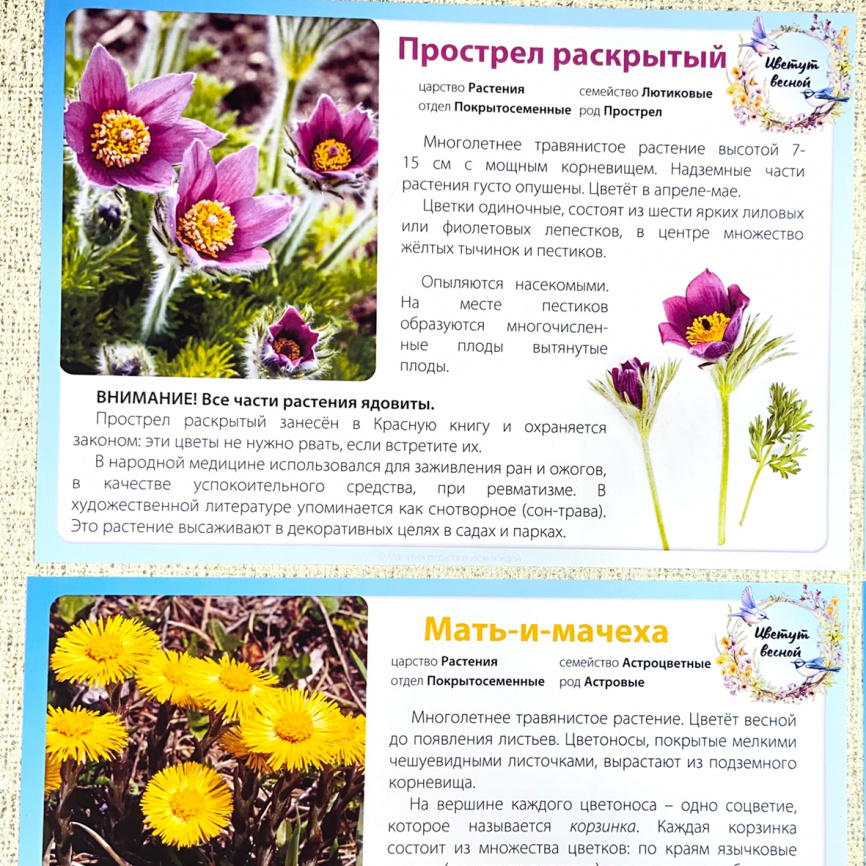 Карточки "Цветут весной". Часть 1. Дикие травы фото 5
