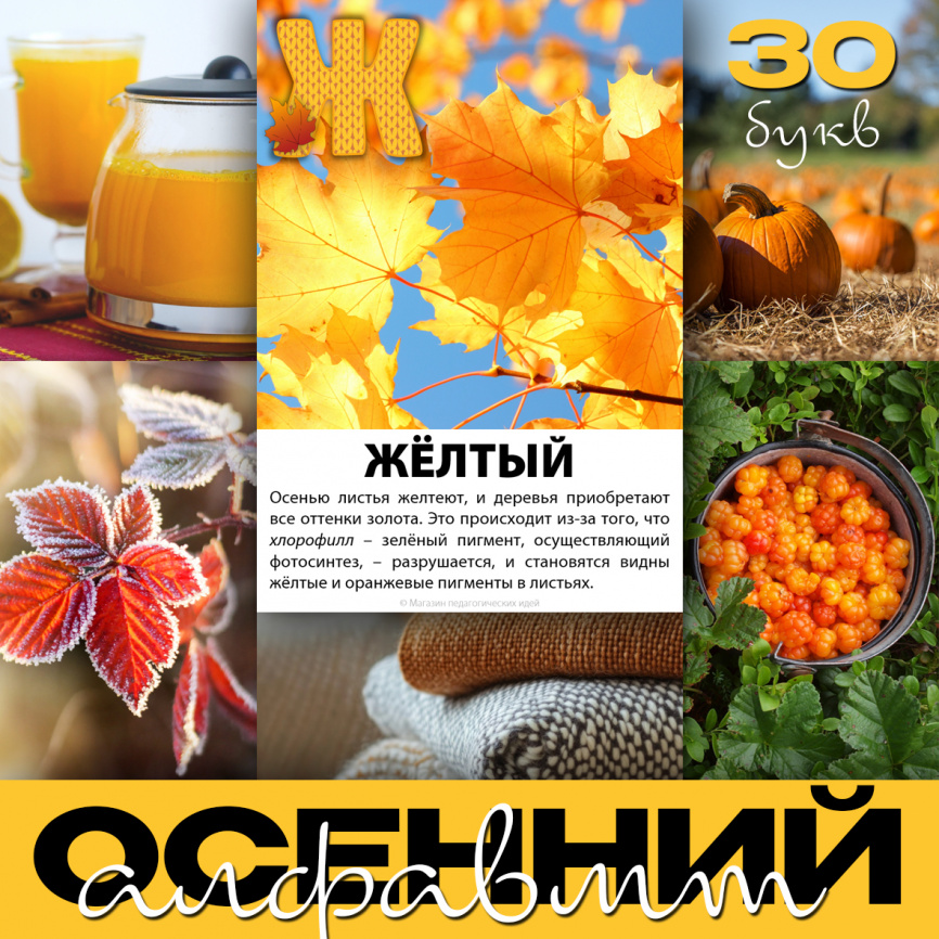 Осенний алфавит: карточки с фото и текстом фото 1