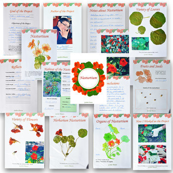 Проект "Дикорастущие растения: Одуванчик" фото 9