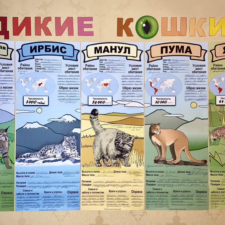 В полный рост "Дикие кошки планеты"_постеры для коллективной работы фото 2