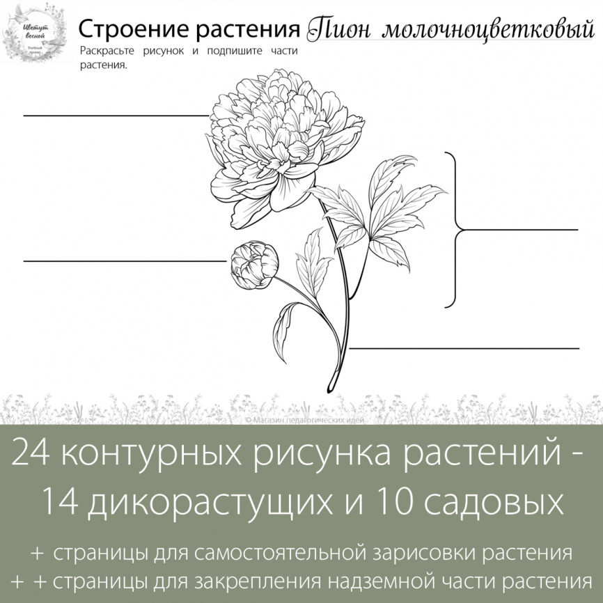 Исследовательский проект "Цветут весной" фото 9