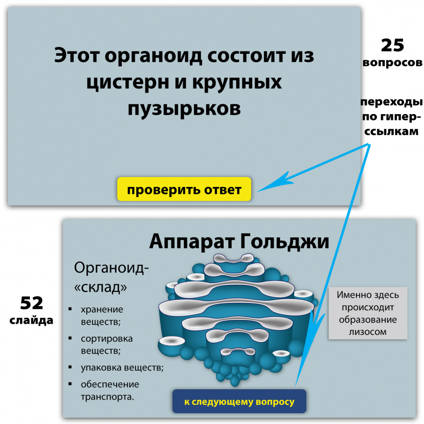 СВОЯ ИГРА "Клетка и процессы жизнедеятельности" фото 2