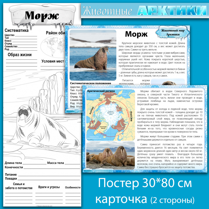 Морж: мини-комплект для организации познавательной деятельности фото 1
