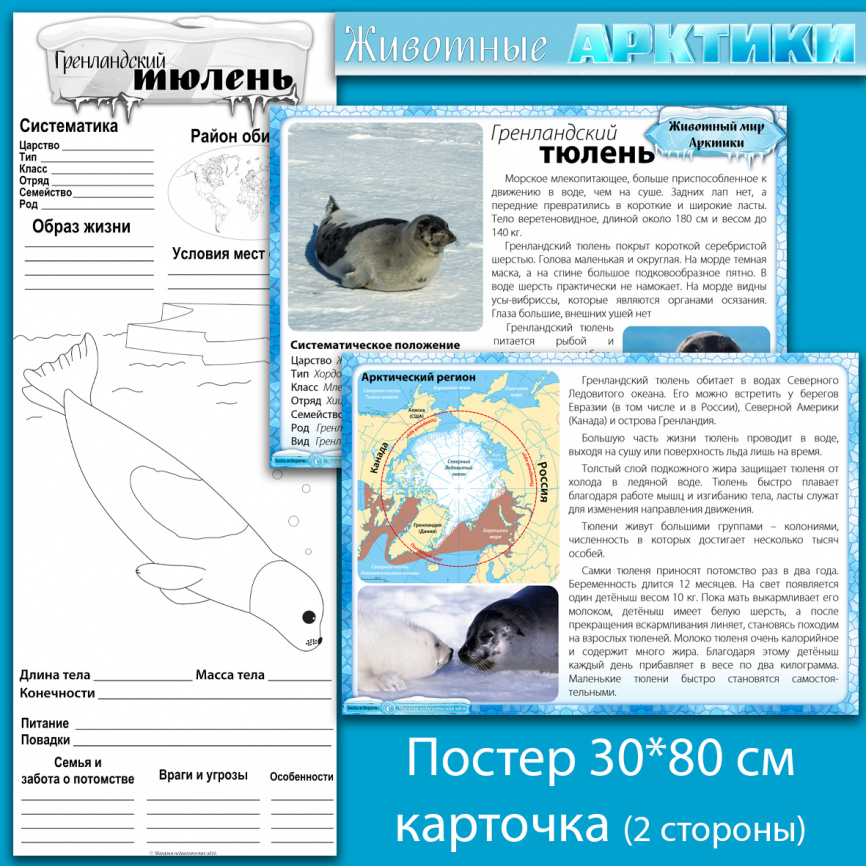 Гренландский тюлень: мини-комплект для организации познавательной деятельности фото 1